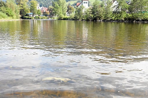 Direkt an der Herlinsbaschule haben Stephan Stäbler und Robert Würtz den toten Lachs gefunden. Fotos: Stäbler Foto: Schwarzwälder-Bote
