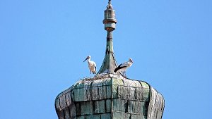 Storchenpaar richtet sich auf Kirchturm ein