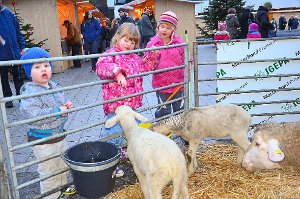Von den Kindern wurden die Schafe beim Weihnachtsmarkt im Landesklinikum Nordschwarzwald viel gestreichelt. Foto: Bausch Foto: Schwarzwälder-Bote