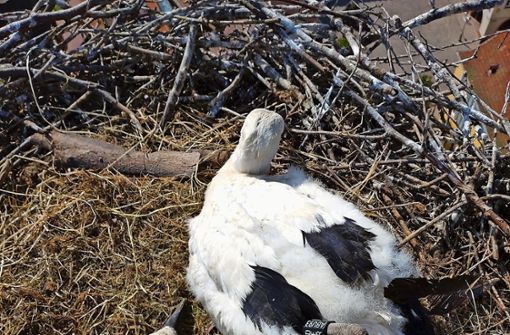 Die Storchenküken liegen im Nest. Eins hatte sich kurz wehren wollen, berichtete Kopas später am Boden. Foto: Kopas