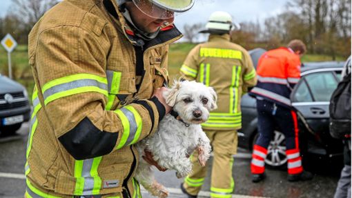 Die gute Nachricht des Unfalls in Villingen: Dieser kleine Hund blieb glücklicherweise unverletzt. Foto: Marc Eich