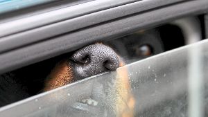 Besitzerinnen lassen Hunde in überhitzten Autos zurück