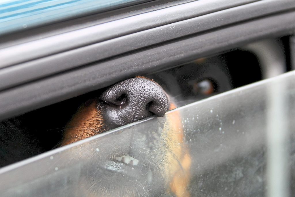 Bei der derzeitigen Hitze sollte kein Tier in einem Fahrzeug, auch nicht für kurze Zeit und bei geöffneten Fenstern, zurückgelassen werden. (Symbolfoto) Foto: Jansen