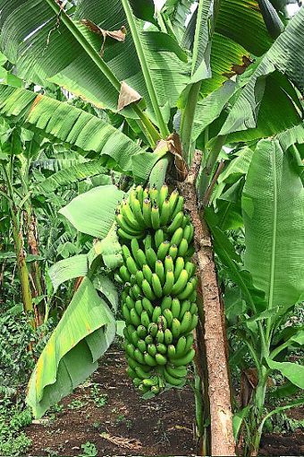 Kunden des Eine-Welt-Ladens erhalten Bananen geschenkt.  Foto: Weltladen Foto: Schwarzwälder Bote