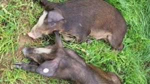 Spezial-Einsatz – Polizei rettet ausgebüxte Schweine
