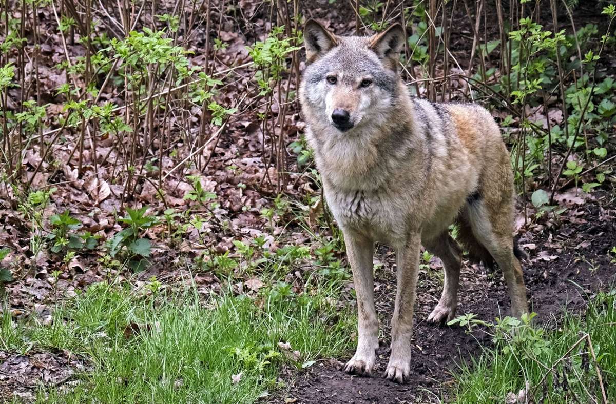 Wildtiere in Baden-Württemberg: Ein Wolfsrudel ist weiter nicht in Sicht