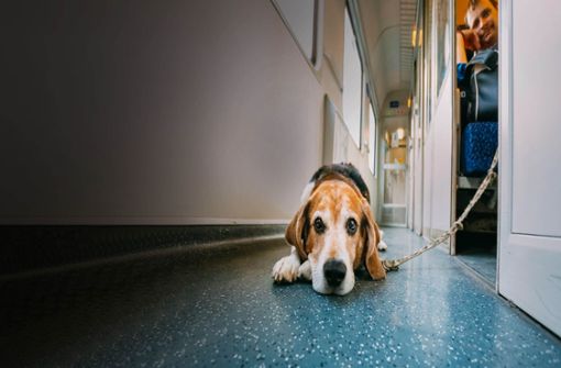 Hunde müssen im Zug angeleint sein, brauchen aber keine Sitzplatzreservierung. Foto: imago//xryhorx
