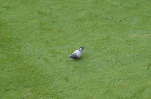 „Die Taube: „Ihr nervt, könnt ihr bitte woanders spielen, ich will hier sitzen““, schrieb ein Nutzer bei Twitter. Foto: imago images/Marc Schuele