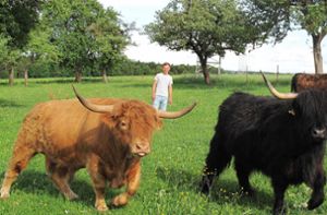 Toni Maag züchtet schottische Hochlandrinder – alles andere als Schmusetiere, trotz ihres üppigen Fells. Foto: Gauggel