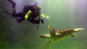 Joana Reuter lässt an Meeresschildkröten-Projekt teilhaben