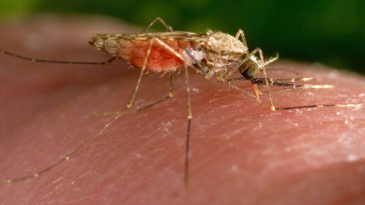 Warum stechen Mücken?