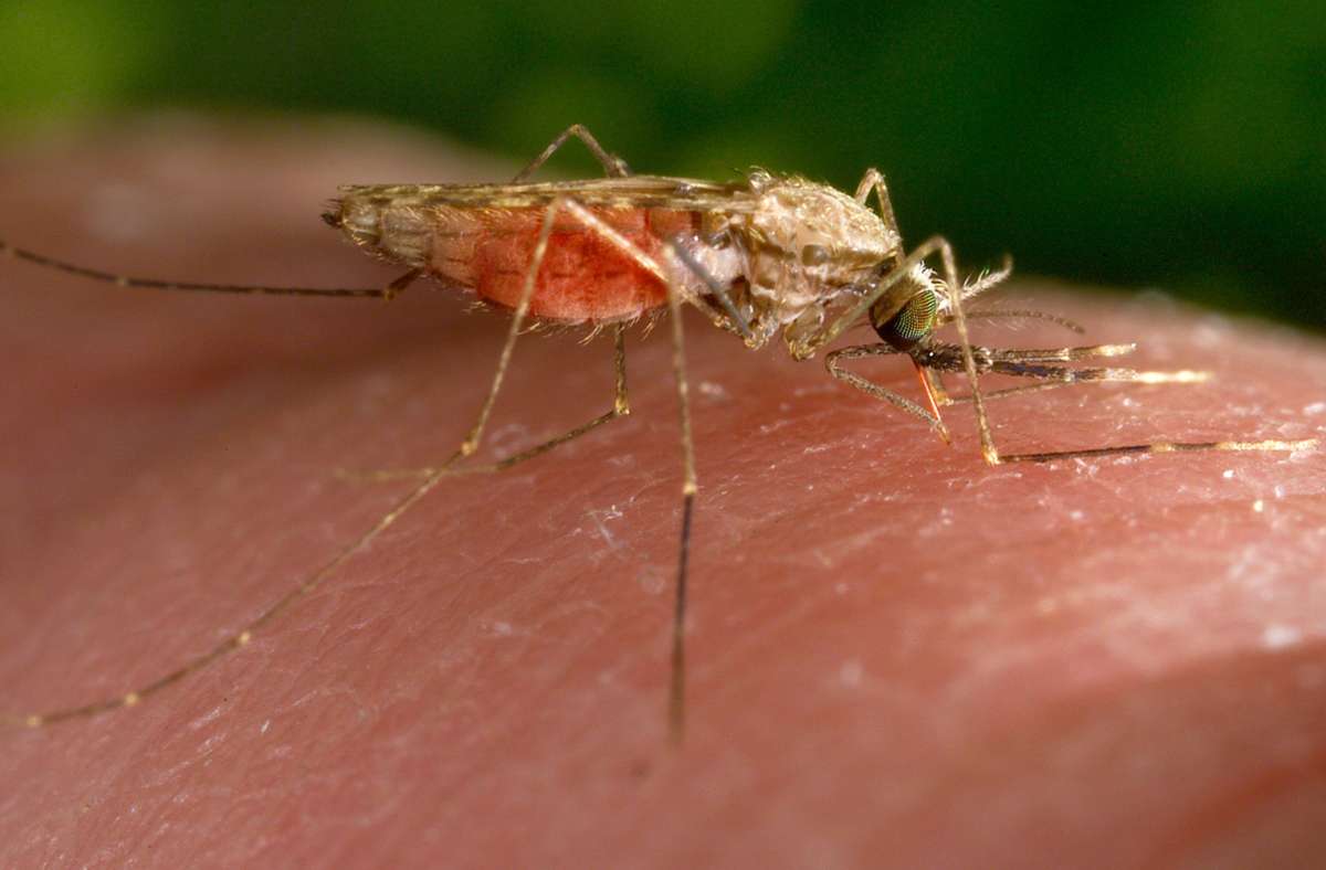 Warum stechen Mücken?