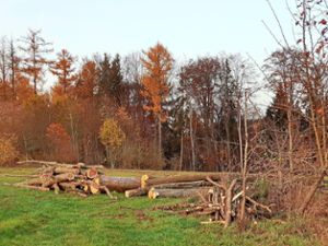 Was es für den Erhalt des Simmozheimer Gemeindewalds und den Umbau mit Blick auf den  Klimawandel zu tun gibt, war Thema im Gemeinderat. Foto: Tröger Foto: Schwarzwälder Bote