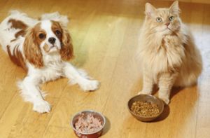 Tiernahrung für Hunde und Katzen fehlt teils in den Regalen der Geschäfte. Lieferengpässe sind nicht der einzige Grund. Foto: IVH