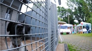 Tierheim Stuttgart wird erneut zum Streitfall