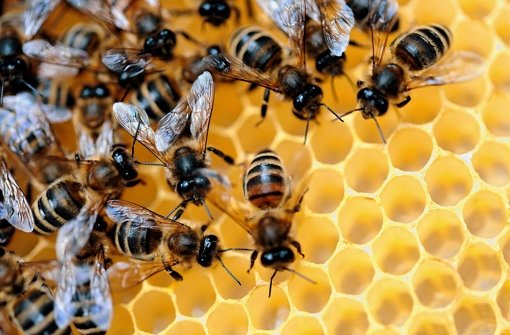 Sobald gentechnisch veränderte Pflanzen in der Natur wachsen, breiten sie sich unkontrollierbar aus. So sammeln beispielsweise Bienen überall ihre Pollen für den Honig. Foto: dapd