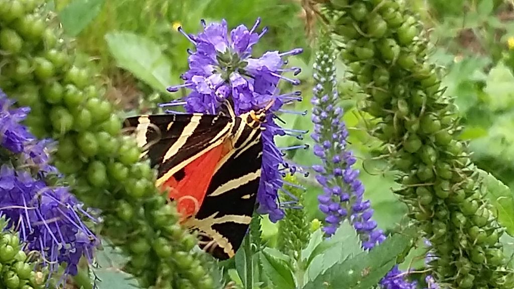 Schmetterling im Pfarrgarten