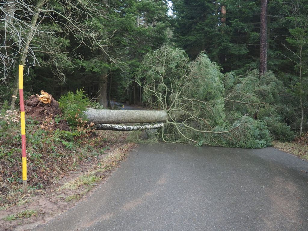 Das Sturmtief hat auch im Landkreis Calw für Sperrungen wegen umgestürzter Bäume gesorgt.