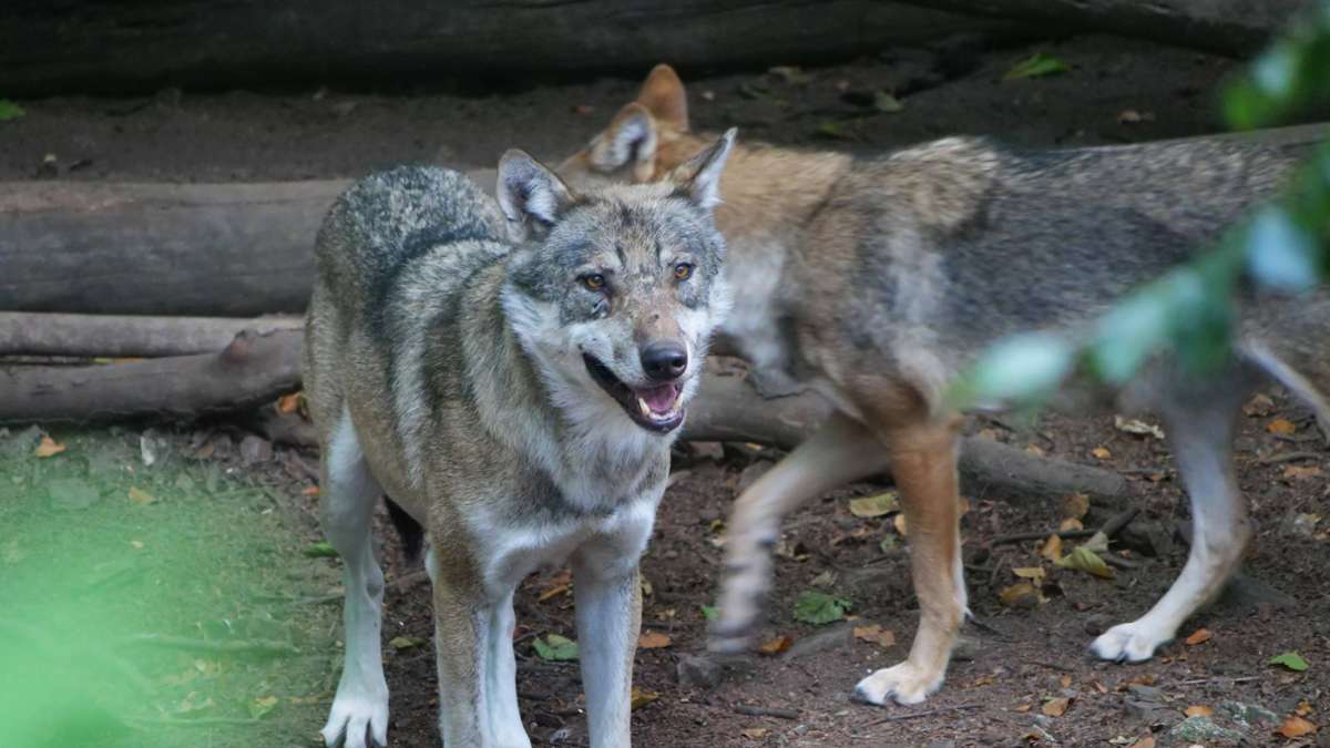 Wolf im Südwesten: Experte warnt in Debatte um Raubtier vor „Spaltung“