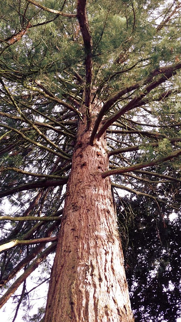 Besonderer Blickwinkel in einen alt-ehrwürdigen Baum im Kurpark