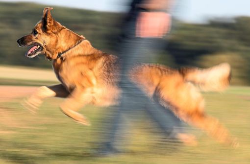 Vier Schäferhunde haben am Freitagabend eine Mischlingshündin in Winterlingen angegriffen und lebensbedrohlich verletzt (Symbolfoto). Foto: Boris Roessler