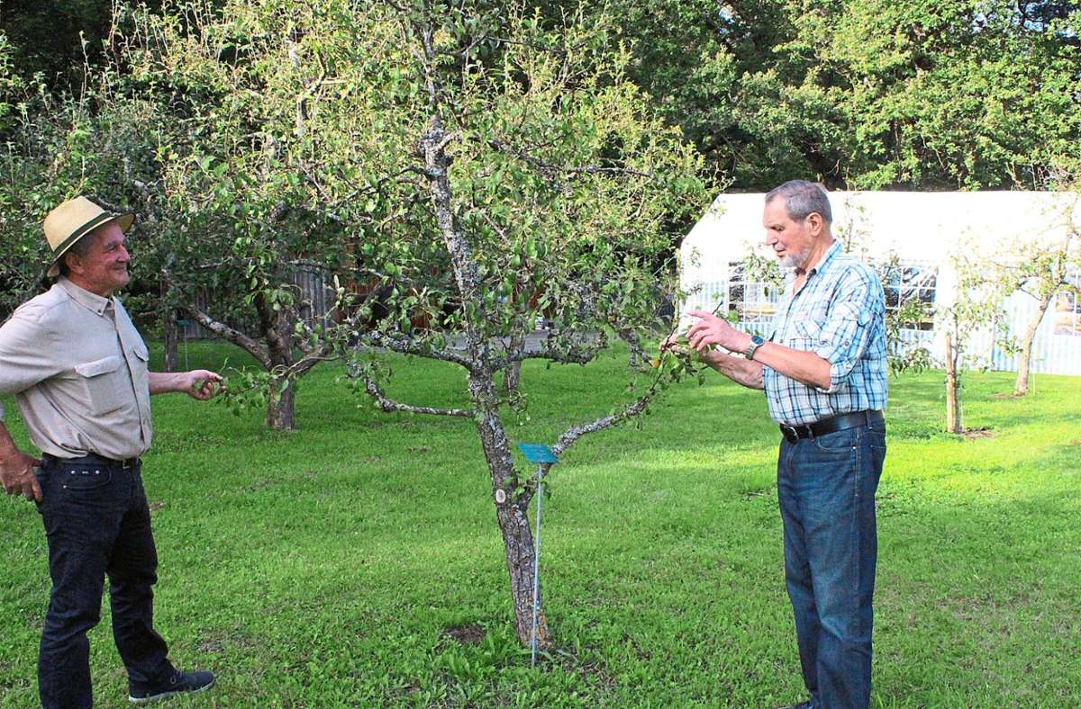 Vorsitzender Marcus Steidle und Klemens Probst (von links) inspizieren einen der geschädigten Obstbäume. Foto: Steinmetz