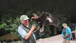 Greifvogelpark: Steinadler fliegt erste Runden