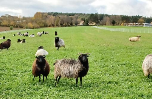 Noch können sich die Schafe auf dem für den Solarpark vorgesehenen Grundstück auf der Gemarkung Zimmern frei bewegen. Nach Aufstellung der Module soll die Fläche weiter durch Schafe beweidet werden. Foto: Weisser