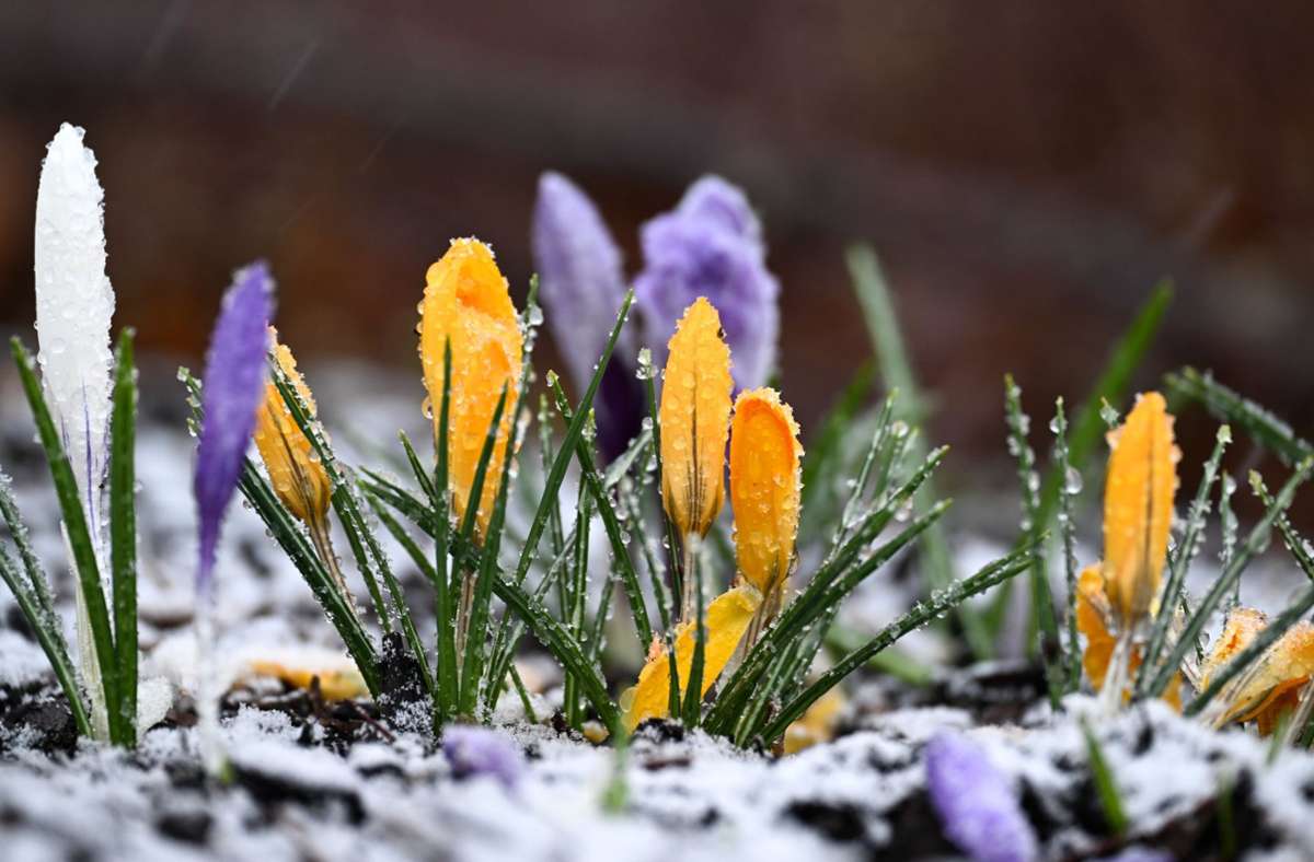 Der tiefste Frühlingswert in ganz Deutschland wurde in Meßstetten erreicht. Foto: dpa/Felix Kästle