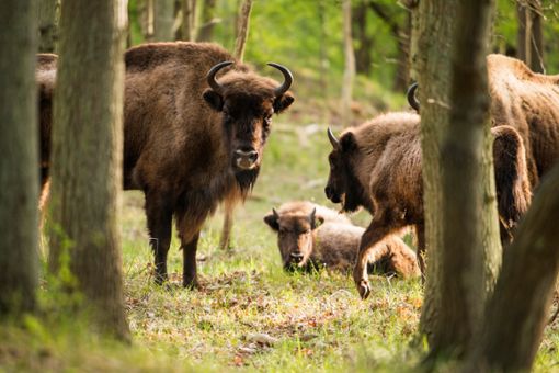 Im Nationalpark Schwarzwald wird es wohl doch keine frei laufenden Wisente geben. (Symbolfoto) Foto: Ysbrand Cosijn/ Shutterstock