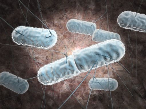 Listerien sind Bakterien und können beim Menschen schwere Schäden verursachen. Foto: Sagittaria – stock.adobe.com