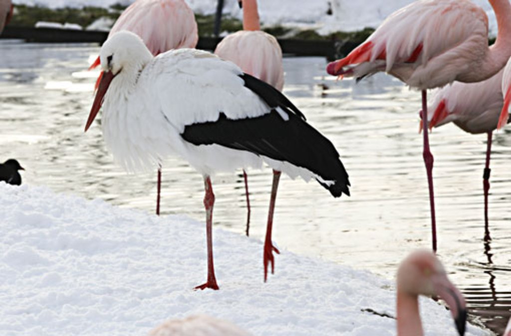 Warme Füße trotz des Schnees in Stuttgart: Im Flamingoteich der Wilhelma nehmen auch Zaungäste wie die hier überwinternden Störche warme Fußbäder.