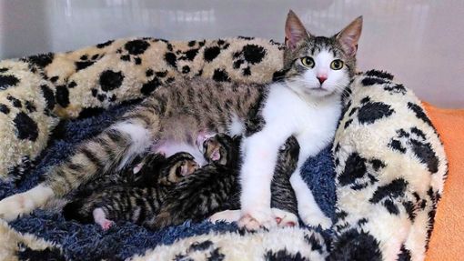 Diese Katzenmama versorgt ihre Jungen im Tierheim. Doch insgesamt ist dort kaum noch Platz. Foto: Holtfoth