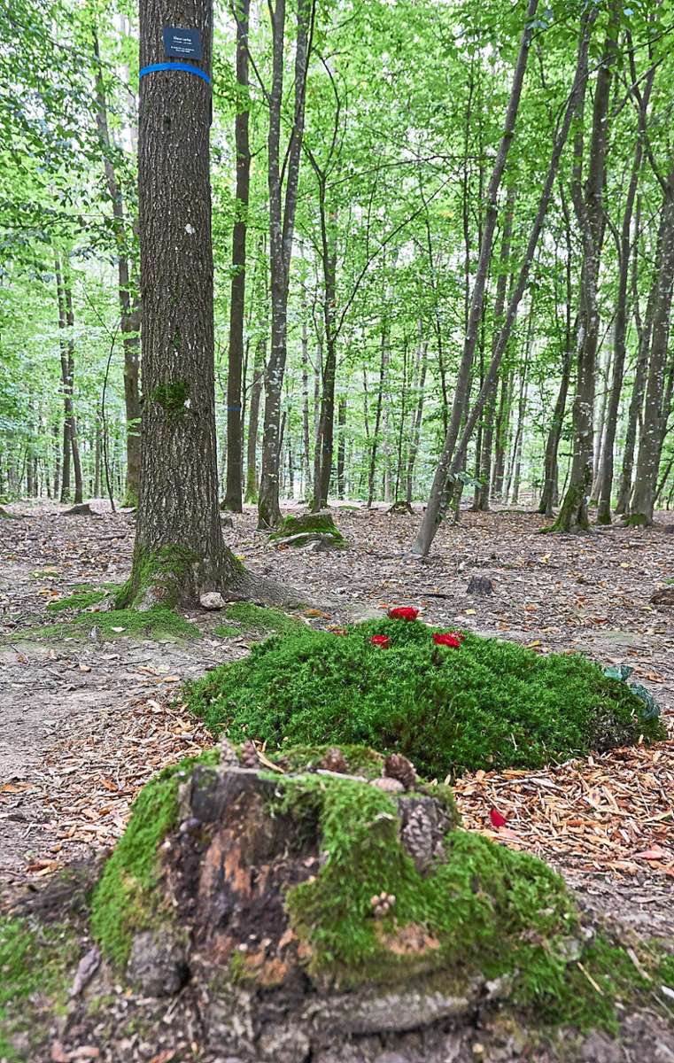 Moos, Holzspäne, einzelne Blumen: Eines der Gräber im Ruhewald, deren Gestaltung diskutiert wird.