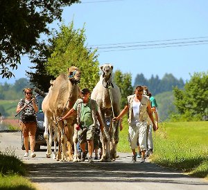 Die Karawane zieht weiter: Die Höfendorfer Kamele wohnen jetzt auf den Butzenwasen. Foto: Wahl