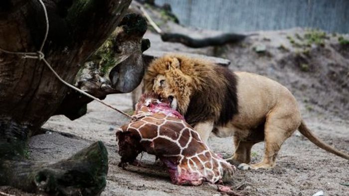 Giraffe in Zoo getötet und verfüttert