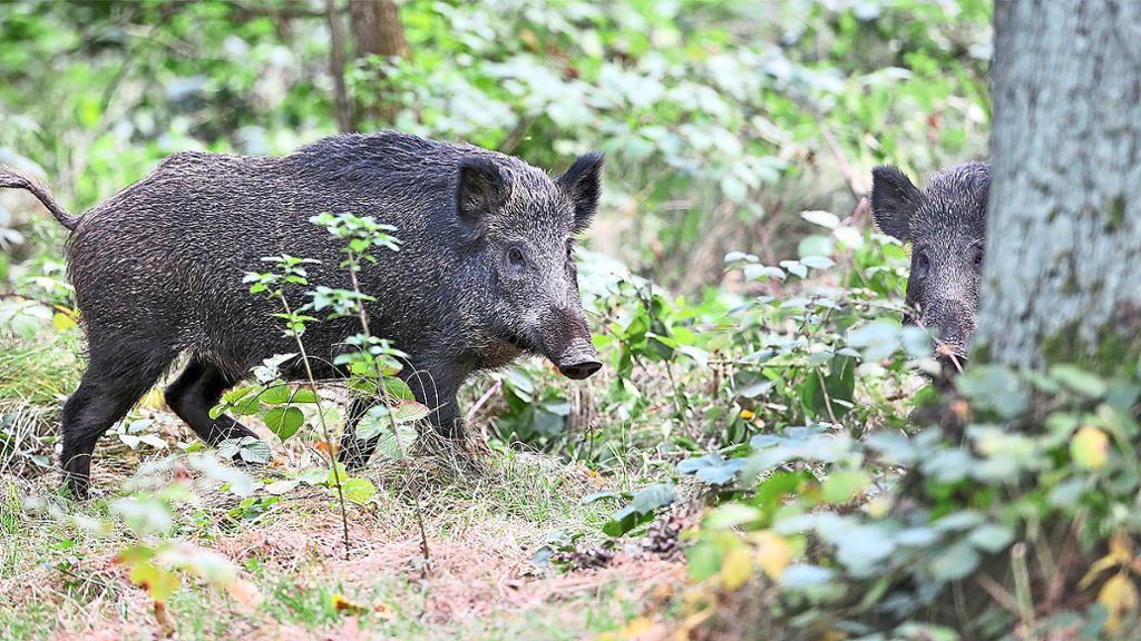Grund für die Schäden sind Wildschweine, die auf der Suche nach Nahrung den Boden der Bahn umgraben.