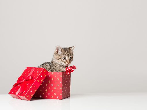 Eignet sich Weihnachten wirklich um ein Tier zu verschenken? Foto: © lithian – stock.adobe.com