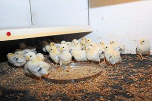 Die Küken holländischer Zwerghühner wachsen unter der wärmenden Heizung im Zuchtstall am Mittelberg. Foto: Ziechaus