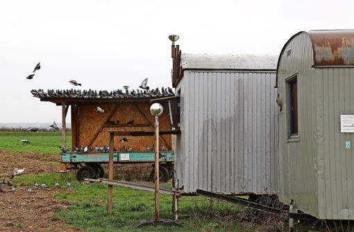 Die Tauben sitzen an der Futterstelle, aber nicht im Bauwagen, der als betreuter Taubenschlag dienen soll. Foto: Kauffmann