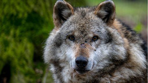 Ein Wolf blickt über die Schulter. Auch im Zollernalbkreis ist es denkbar, dass sich die Tiere irgendwann ansiedeln. Foto: dpa/Sina Schuldt