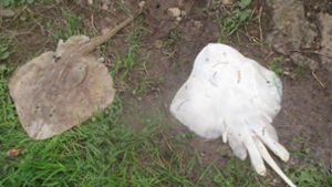 Kurioser Einsatz in Lahr: Polizei fischt 30 tote Sternrochen aus der Schutter
