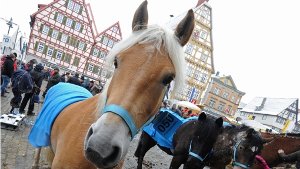 Tiere und Party bei Leonberger Pferdemarkt
