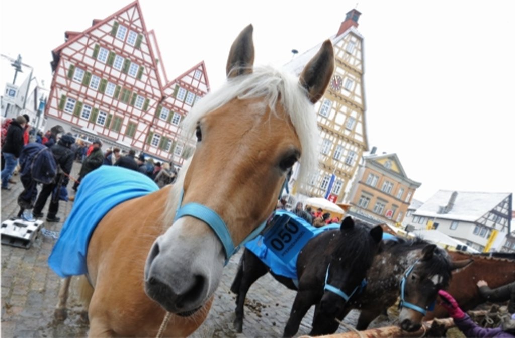 Am Freitag geht’s los: Tiere und Party bei Leonberger Pferdemarkt