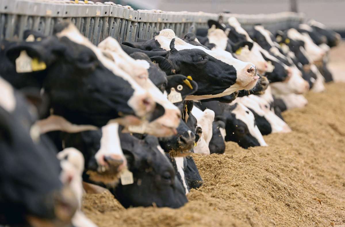 Brisantes Papier: Irland erwägt Tötung Zehntausender Kühe – zum Klimawohl