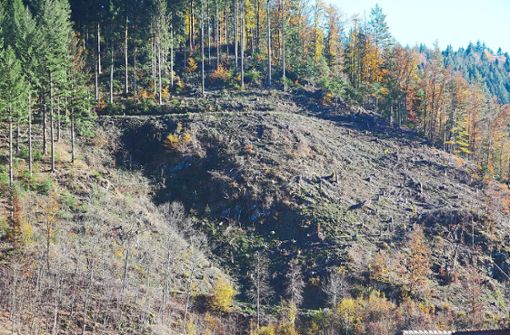 Der trockene Sommer ließ rund 70 Prozent der im März wiederaufgeforsteten Bäume in Oberwolfach vertrocknen. Foto: Dorn