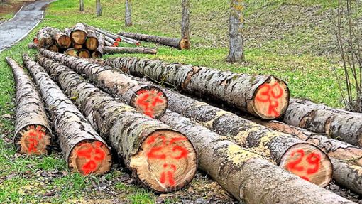Im Jettinger Gemeindewald soll der Holzeinschlag nach einer rekordverdächtigen Holzernte im kommenden Jahr zurückgefahren werden. Foto: Priestersbach