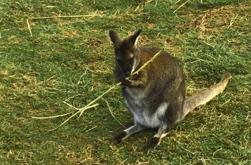 Wallaby-Känguru Finn. Foto: Koch