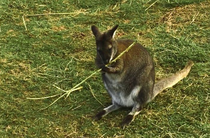 Känguru auf der Flucht: Wallaby büxt aus Streichelzoo in Schömberg aus