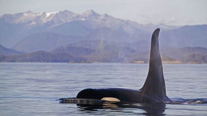 Orca-Junges befreit sich nach Wochen aus Lagune